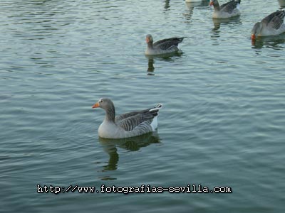 Parque del Alamillo de Sevilla