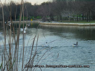 Parque del Alamillo de Sevilla
