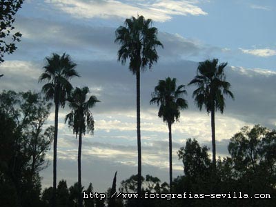 foto: parque de Mar&iacute;a Luisa de Sevilla