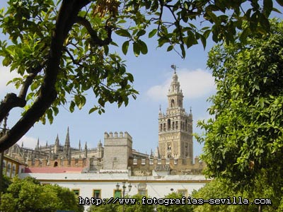La Giralda vista desde el patio de Banderas Foto: Giralda de Sevilla