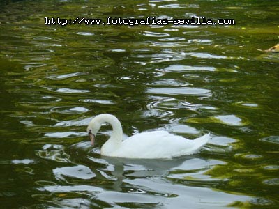 foto: parque de Mar&iacute;a Luisa de Sevilla