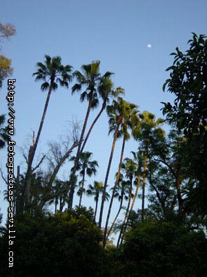 foto: parque de Mar&iacute;a Luisa de Sevilla
