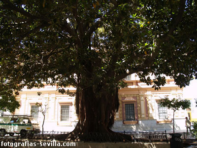 foto: Plaza del Museo de Sevilla