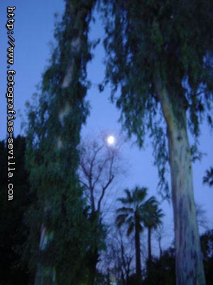 foto: parque de Mar&iacute;a Luisa de Sevilla